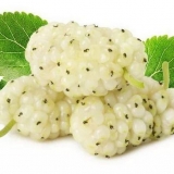 Bijeli dud: uzgoj i njega u srednjoj traci