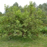 Crni dud: fotografija i opis