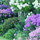 Sheme cvjetnih gredica od trajnica s opisom cvijeća