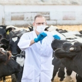 Raspored vakcinacije krava