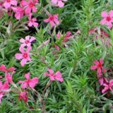 Stiloidni floks (sadnja i njega na otvorenom polju)