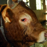 Češeri kod goveda: kod krave, kod teleta