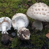 Pinealna muha (konusna): fotografija i opis, da li je upotrebljiva