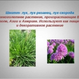 Vlasac: opis, pravila sadnje i njege