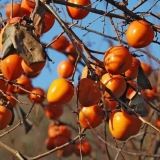 Čokoladni dragun: opis sorte, gdje i kako raste kada sazri