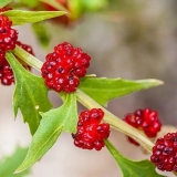 Spanać od jagode: uzgoj, korisna svojstva, recepti