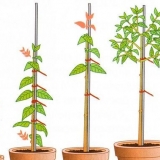 Standardna hortenzija: sadnja i njega, obrezivanje uradi sam, recen...