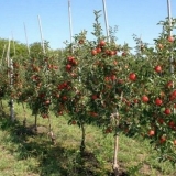 Standardno stablo jabuke: šta je to