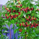 Standardne sorte maline: recenzije, opis, fotografija