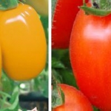 Standardne sorte paradajza