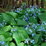 Sibirski brunner: fotografija, opis, sadnja i njega