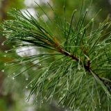 Sibirski bor: fotografije i karakteristike