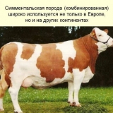 Simentalci - karakteristike krava i bikova, mliječne rase goveda
