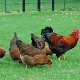 Simptomi i liječenje zaraznih i drugih bolesti pilića