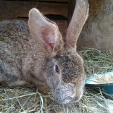Simptomi i liječenje miksomatoze kod kunića