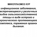 Simptomi mikoplazmoze kod pilića i metode liječenja