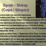 Syrah, shiraz (syrah) grožđe - opis i karakteristike sorte, okus vi...