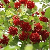 Viburnum sirup: korisna svojstva