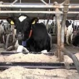 Sistemi i metode držanja krava