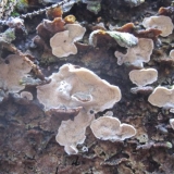 Skeletokutis ružičasto-siva: fotografija i opis