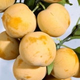 Bijeli med od šljive