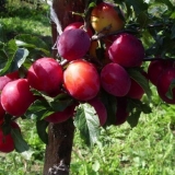 Šljiva crvena lopta