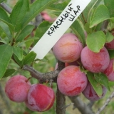 Šljiva crvena lopta