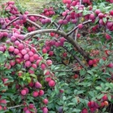 Šljiva kuban kometa: opis sorte, fotografije, recenzije