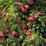 Mirisna nektarina šljiva: opis hibridne sorte, fotografija trešnje