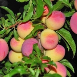 Šljiva breskva michurina: opis sorte, fotografije, recenzije