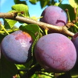 Plum starting