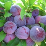 Šljiva u sibiru: sadnja i njega