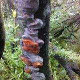 Lažna šljiva (fellinus tuberculate): fotografija i opis