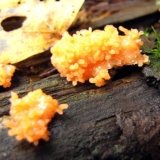 Sluzava plijesan tubifer zarđala: opis i fotografija