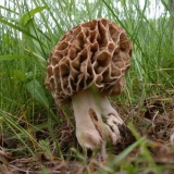 Debelonogi smrčak: opis i fotografija