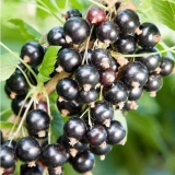 Bjeloruska slatka ribizla