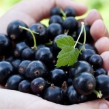 Ribizla crna, bijela, crvena, ružičasta: najbolje sorte za predgrađe