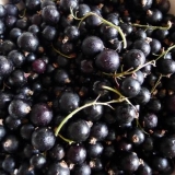 Crna ribizla selechenskaya, selechenskaya 2