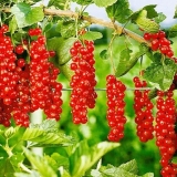 Ribizalni dar orla: opis, sadnja i njega