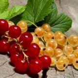 Carska ribizla: opis, sadnja i njega