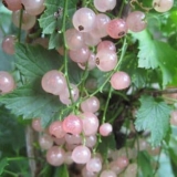 Crvena ribizla - holandsko ružičasta, opis sorte i recenzije