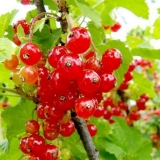 Ribizla crvena rano slatka