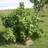 Ribizla selechenskaya