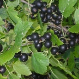Ribizla vologda