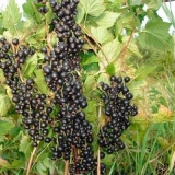 Zelena izmaglica ribizle