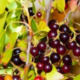 Zlatna ribizla: fotografija i opis, sadnja i njega, recenzije