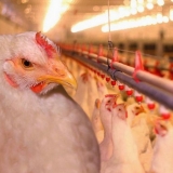 Držanje brojlera kod kuće