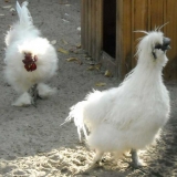 Čuvanje i uzgoj kineskih svilenih pilića