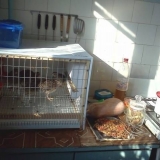 Držanje i uzgoj prepelica kod kuće