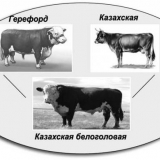 Sadržaj kazahstanskih beloglavih krava